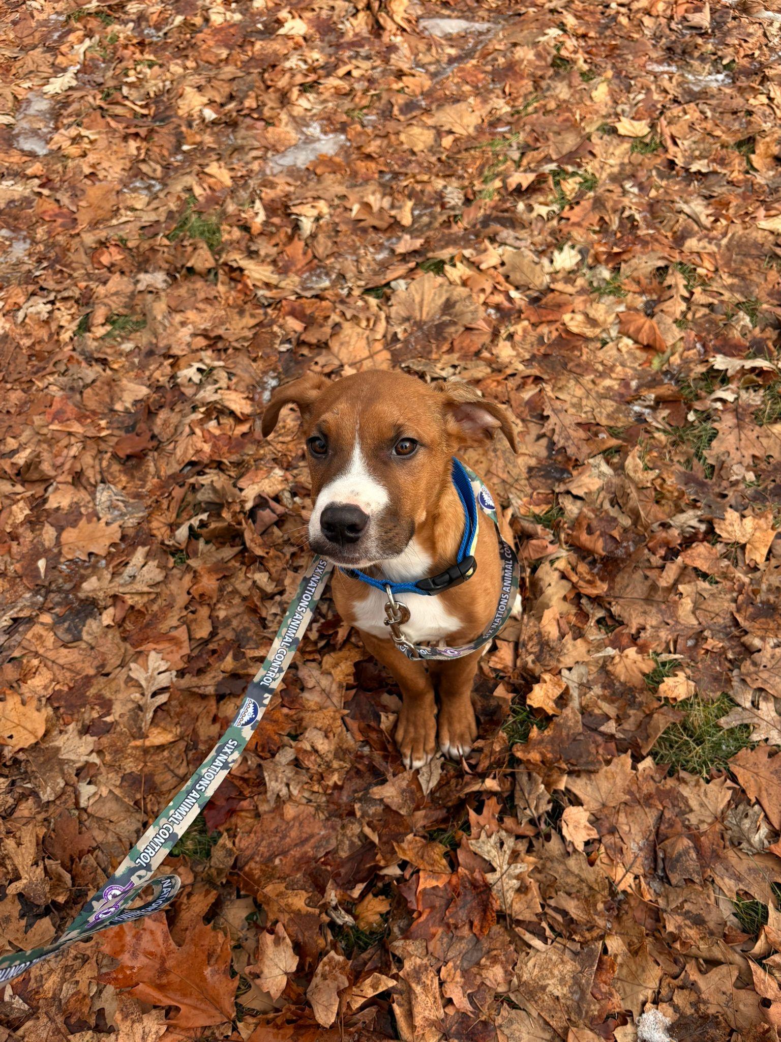 Enlarge William, a Adoptable Boxer in Hamilton, ON image 2/6
