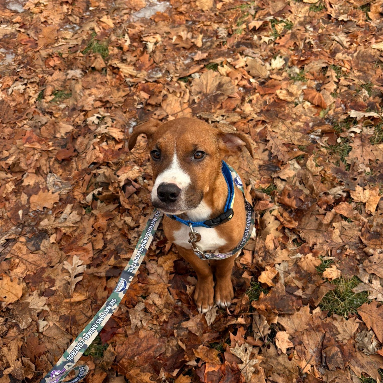 Enlarge William, a Adoptable mixed breed in Mississauga , ON image 5/6