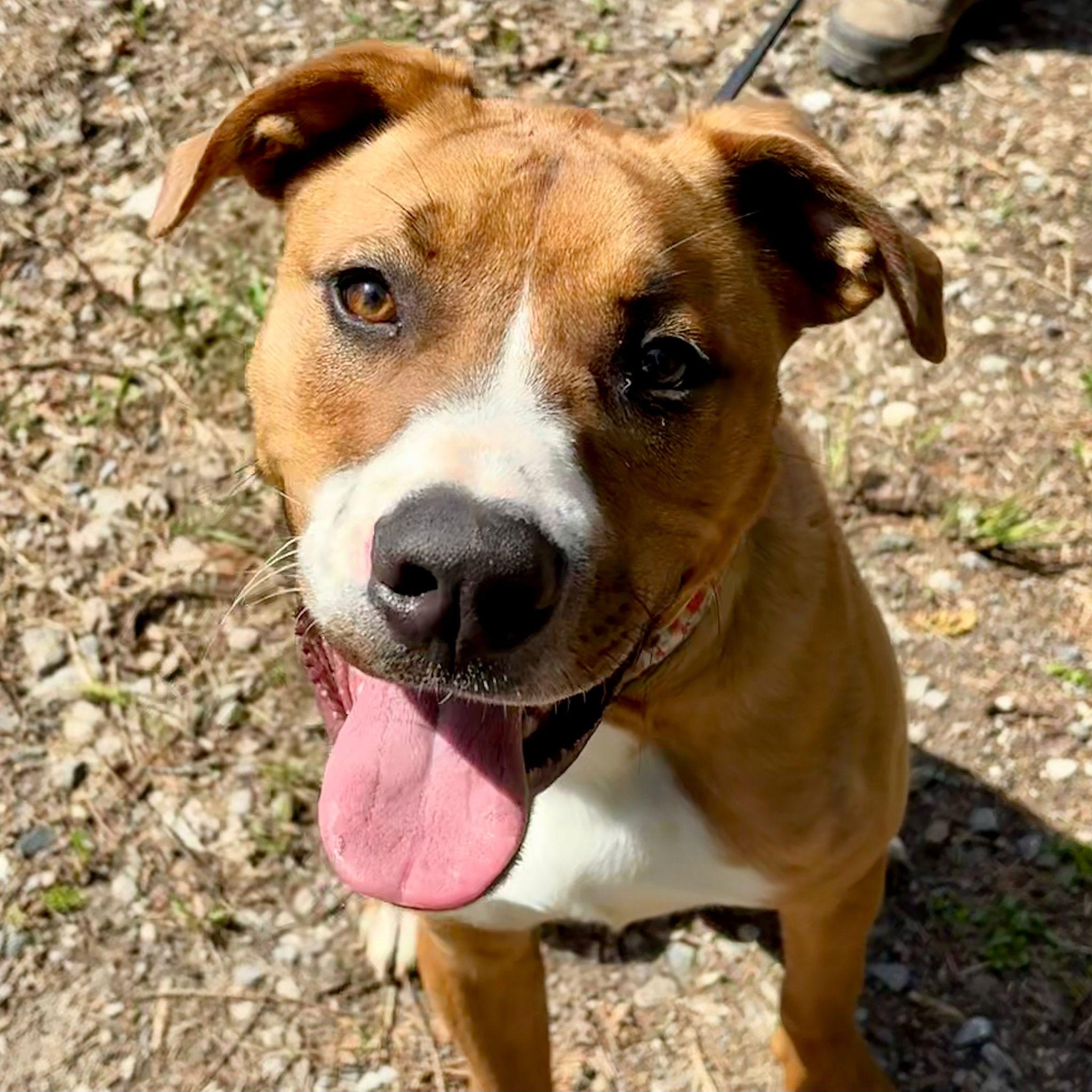 William, Adoptable, Young Male Boxer & Rhodesian Ridgeback.