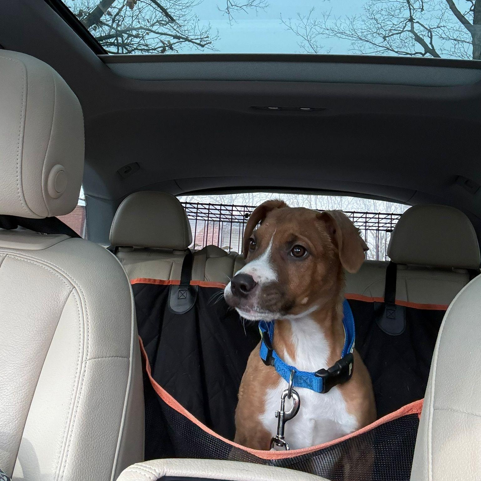 Enlarge William, a Adoptable mixed breed in Mississauga , ON image 4/6