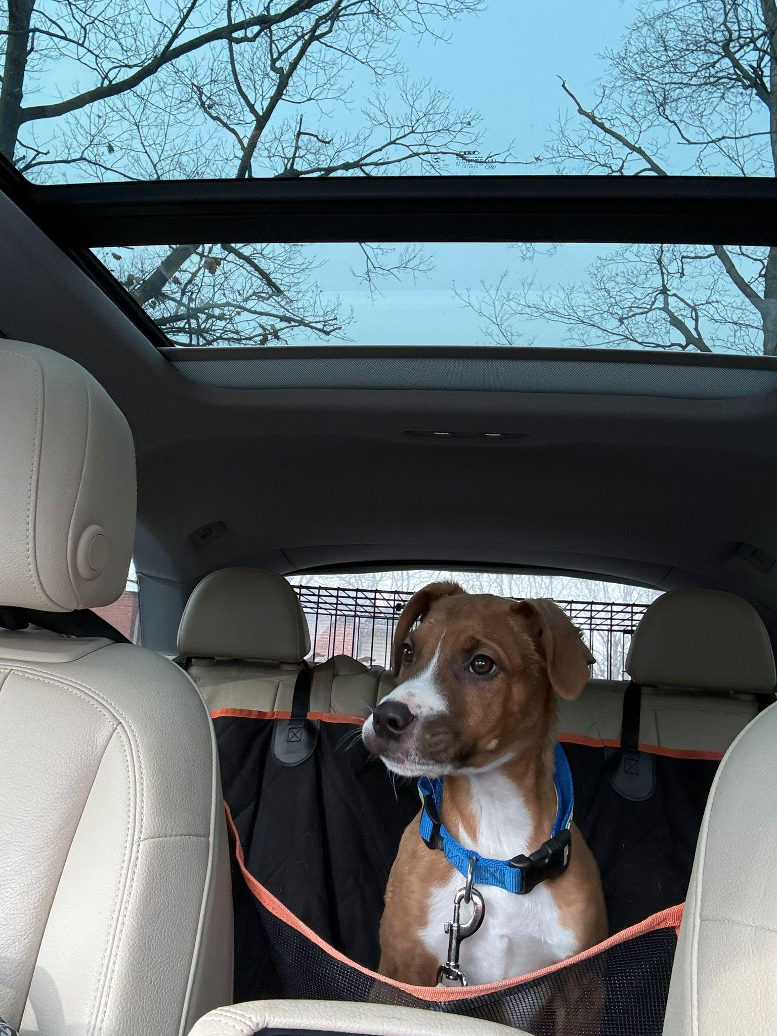 Enlarge William, a Adoptable Boxer in Hamilton, ON image 3/6