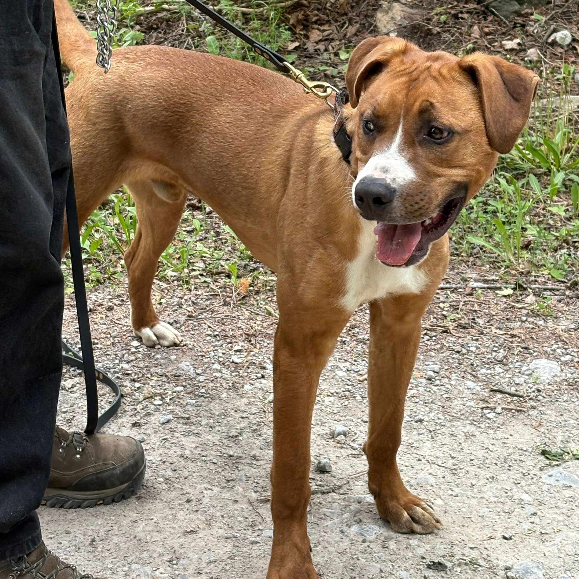 Enlarge William, a Adoptable mixed breed in Hamilton, ON image 2/6