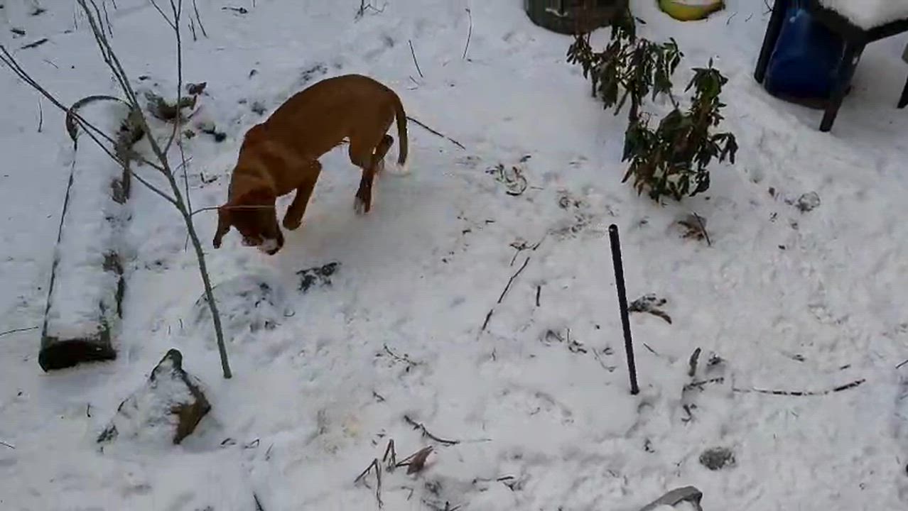 Enlarge William, a Adoptable mixed breed in Mississauga , ON video 6/6