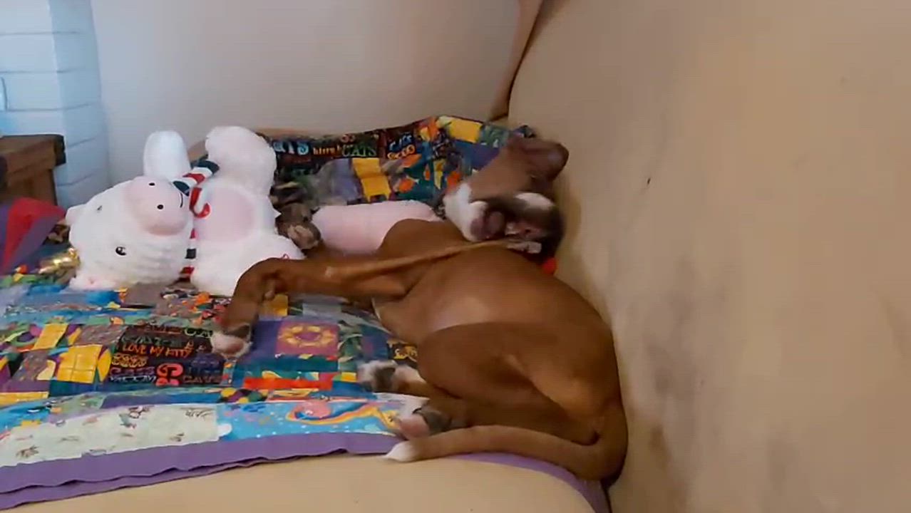 Enlarge William, a Adoptable Boxer in Hamilton, ON video 5/6