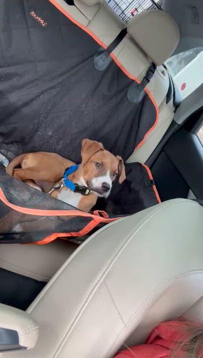 Enlarge William, a Adoptable Boxer in Hamilton, ON video 6/6