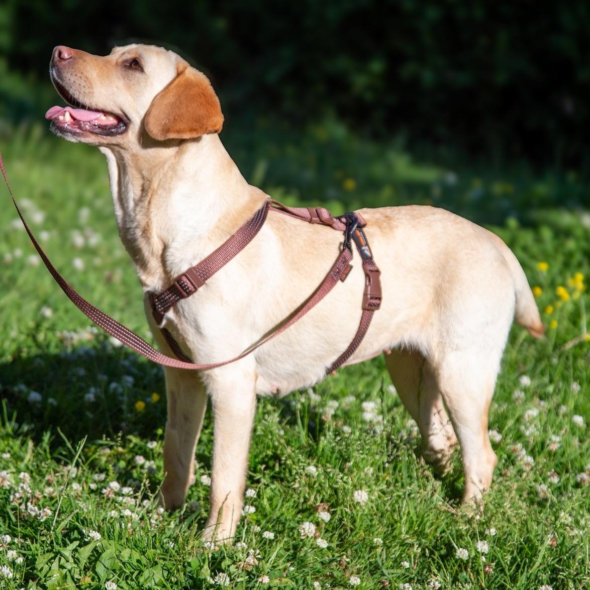 Zoe, a ADOPTABLE mixed breed in Morristown, NJ image 3/6