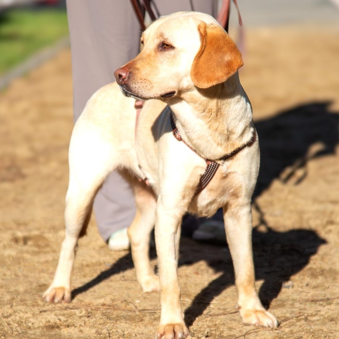 Zoe, a ADOPTABLE mixed breed in Morristown, NJ image 6/6