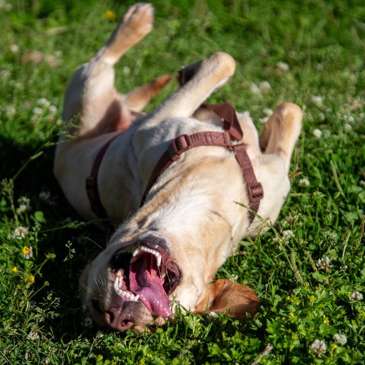 Zoe, a ADOPTABLE mixed breed in Morristown, NJ image 5/6