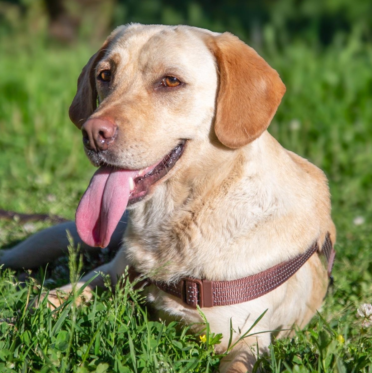 Zoe, ADOPTABLE, Young Female Labrador Retriever & Spaniel.