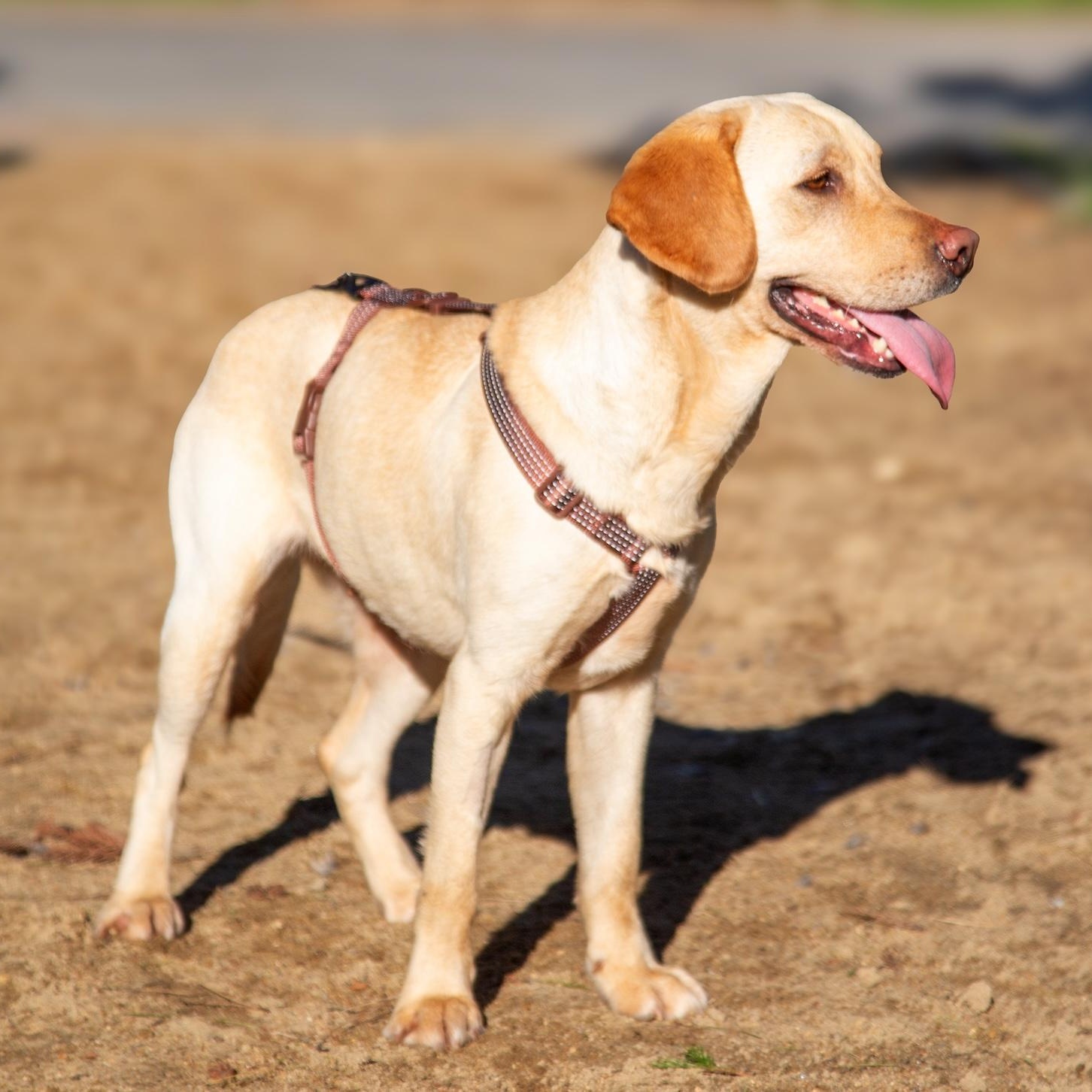 Zoe, a ADOPTABLE mixed breed in Morristown, NJ image 2/6