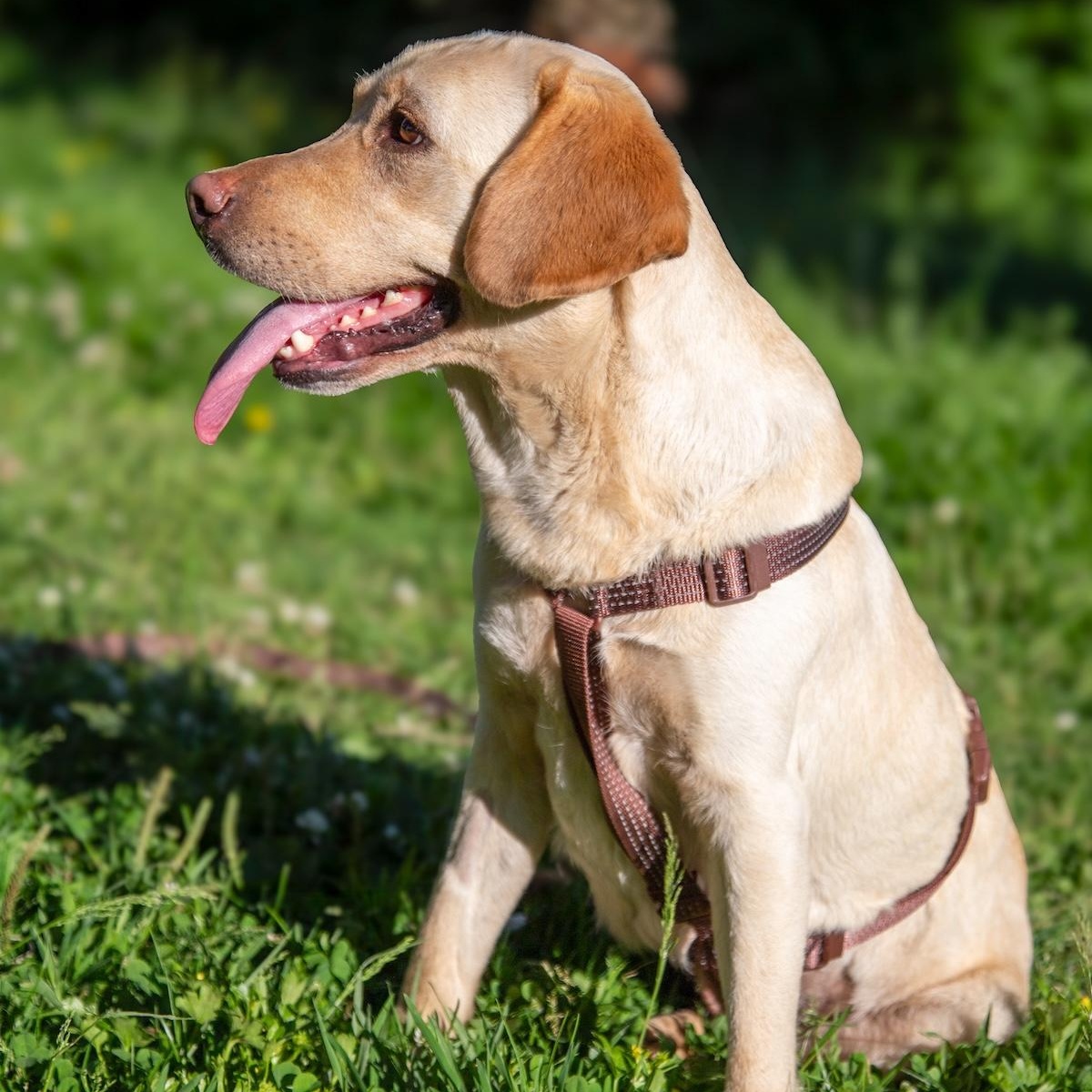Zoe, a ADOPTABLE mixed breed in Morristown, NJ image 4/6