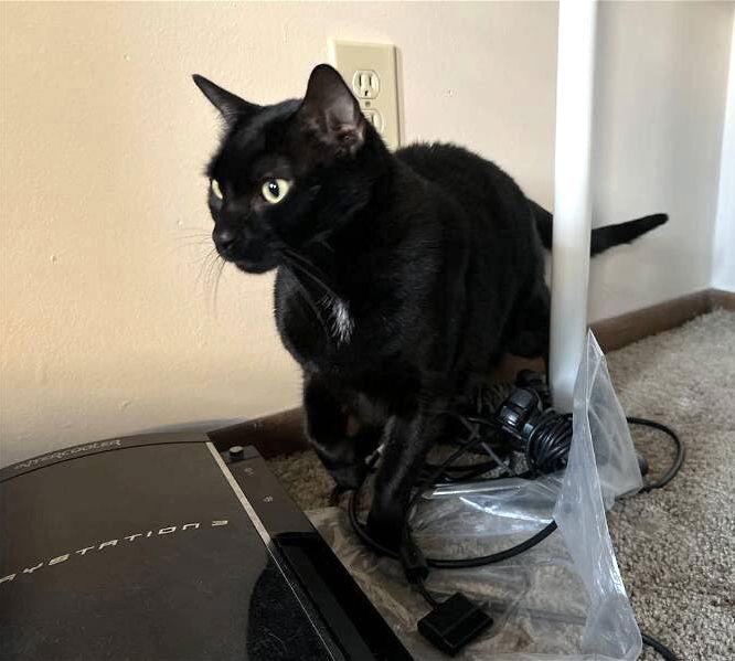 Bambino, a Adoptable Domestic Short Hair in Dublin, OH image 1/2