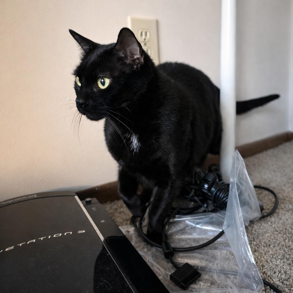 Bambino, Adoptable, Adult Male Domestic Short Hair.