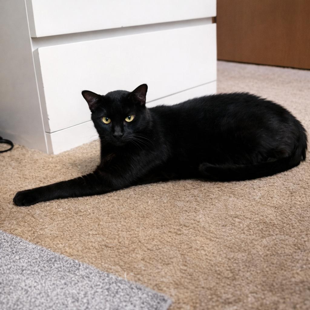 Enlarge Bambino, a Adoptable Domestic Short Hair in Dublin, OH image 3/3