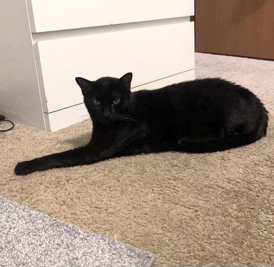 Bambino, a Adoptable Domestic Short Hair in Dublin, OH image 2/2