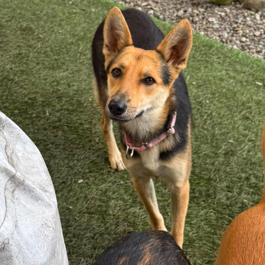 Daisy, Adoptable, Adult Female Shepherd & Mixed Breed.