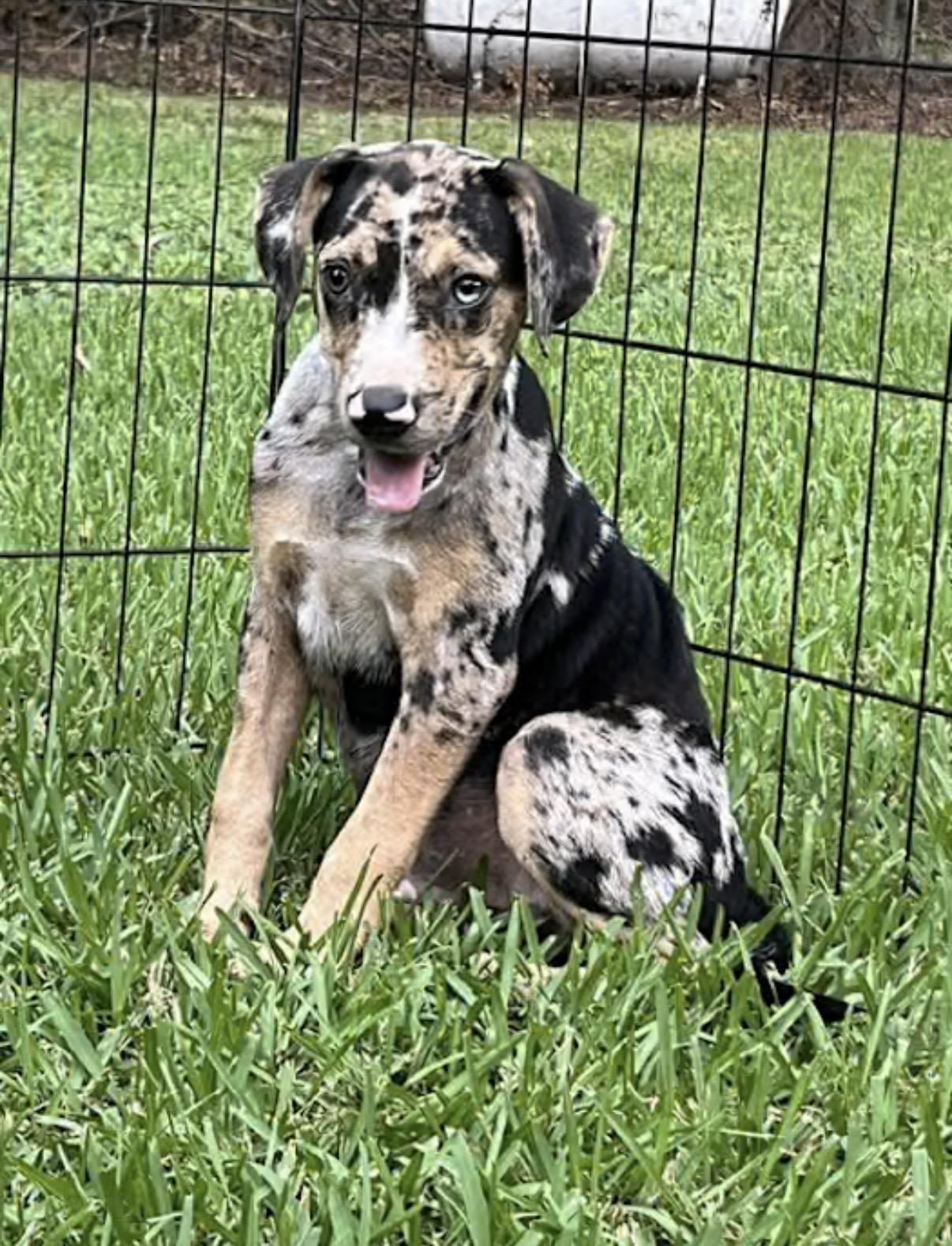 Jiffy Pop, adopted, Puppy Male Catahoula Leopard Dog & Australian Shepherd.