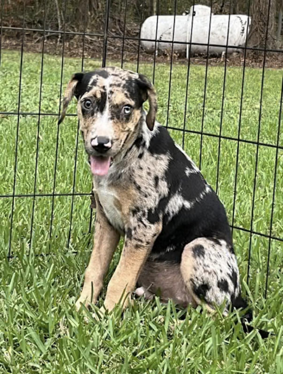 Jiffy Pop, an adopted mixed breed in Watertown, CT image 2/4