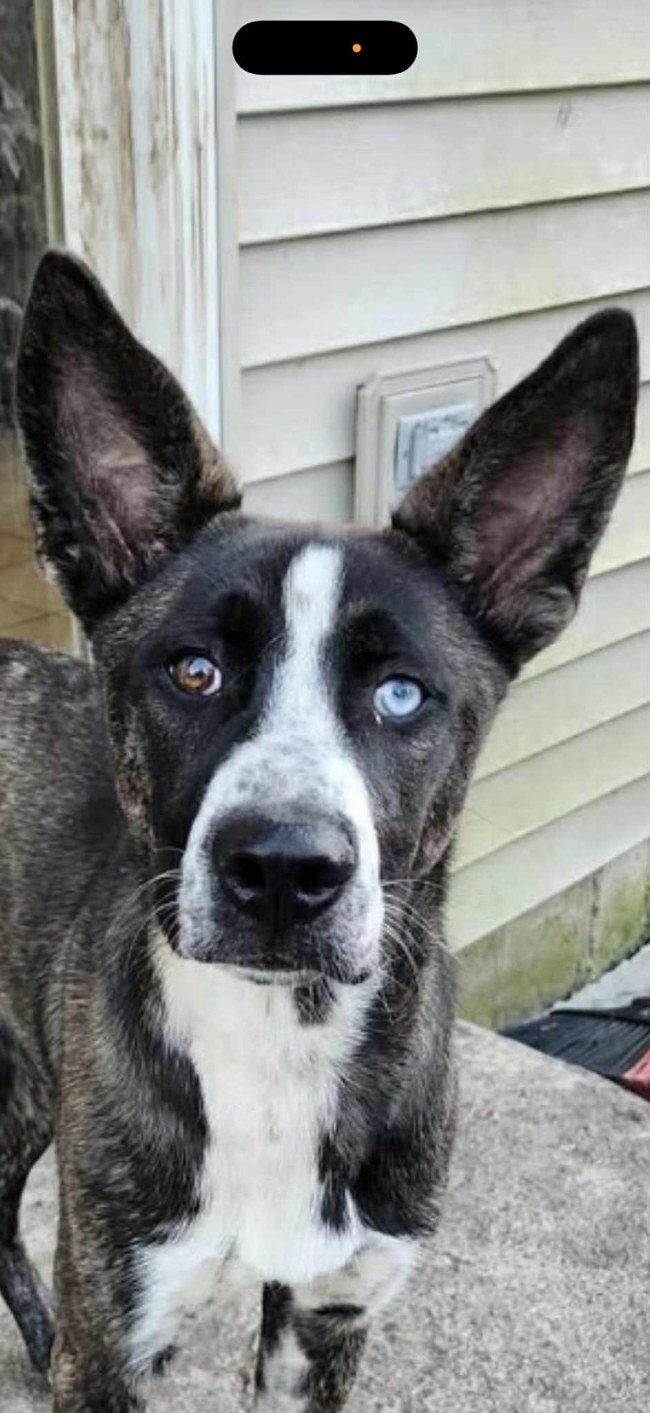 Enlarge Gia, a Adoptable mixed breed in South Elgin, IL image 1/4