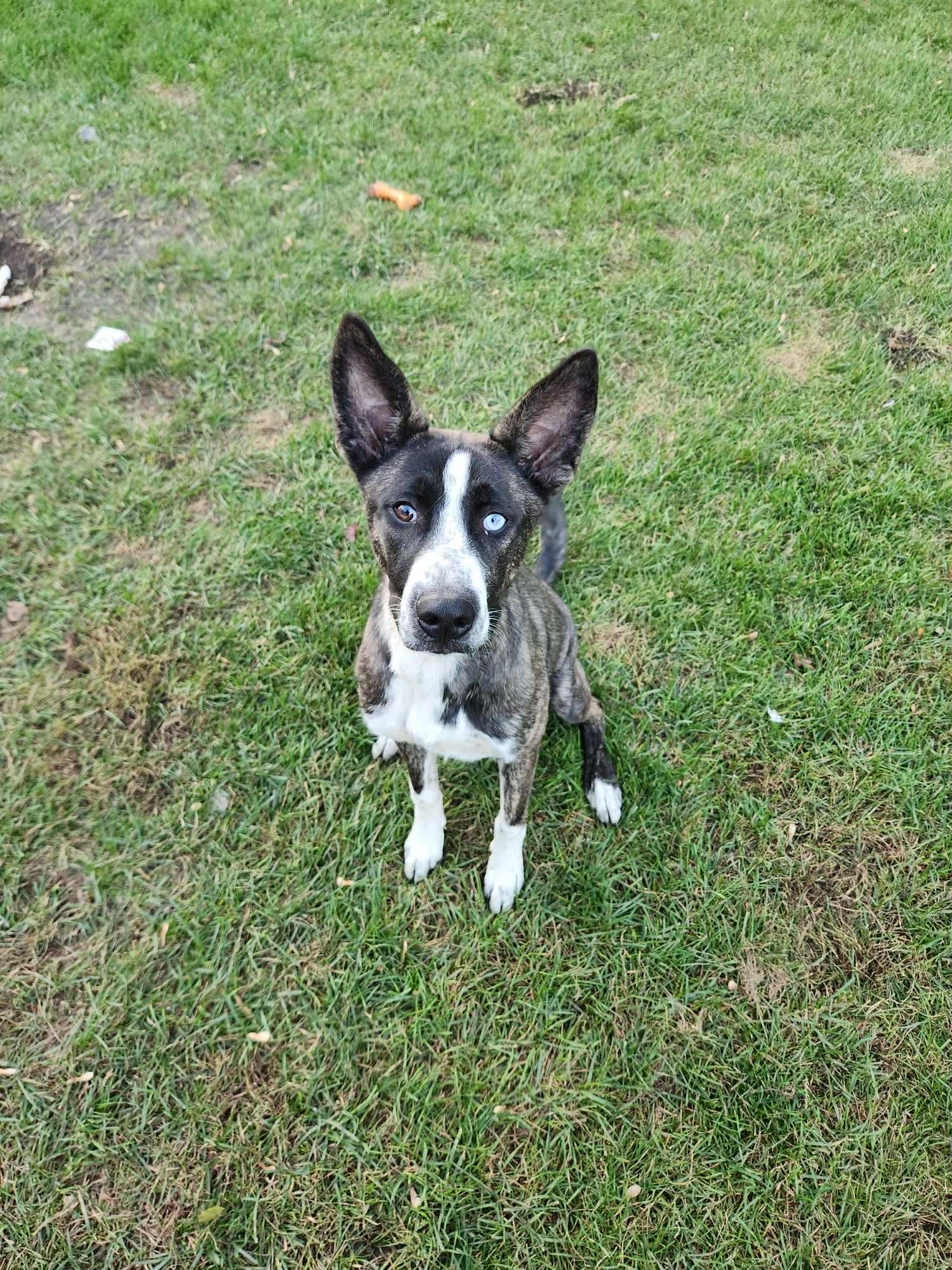 Enlarge Gia, a Adoptable mixed breed in South Elgin, IL image 2/4