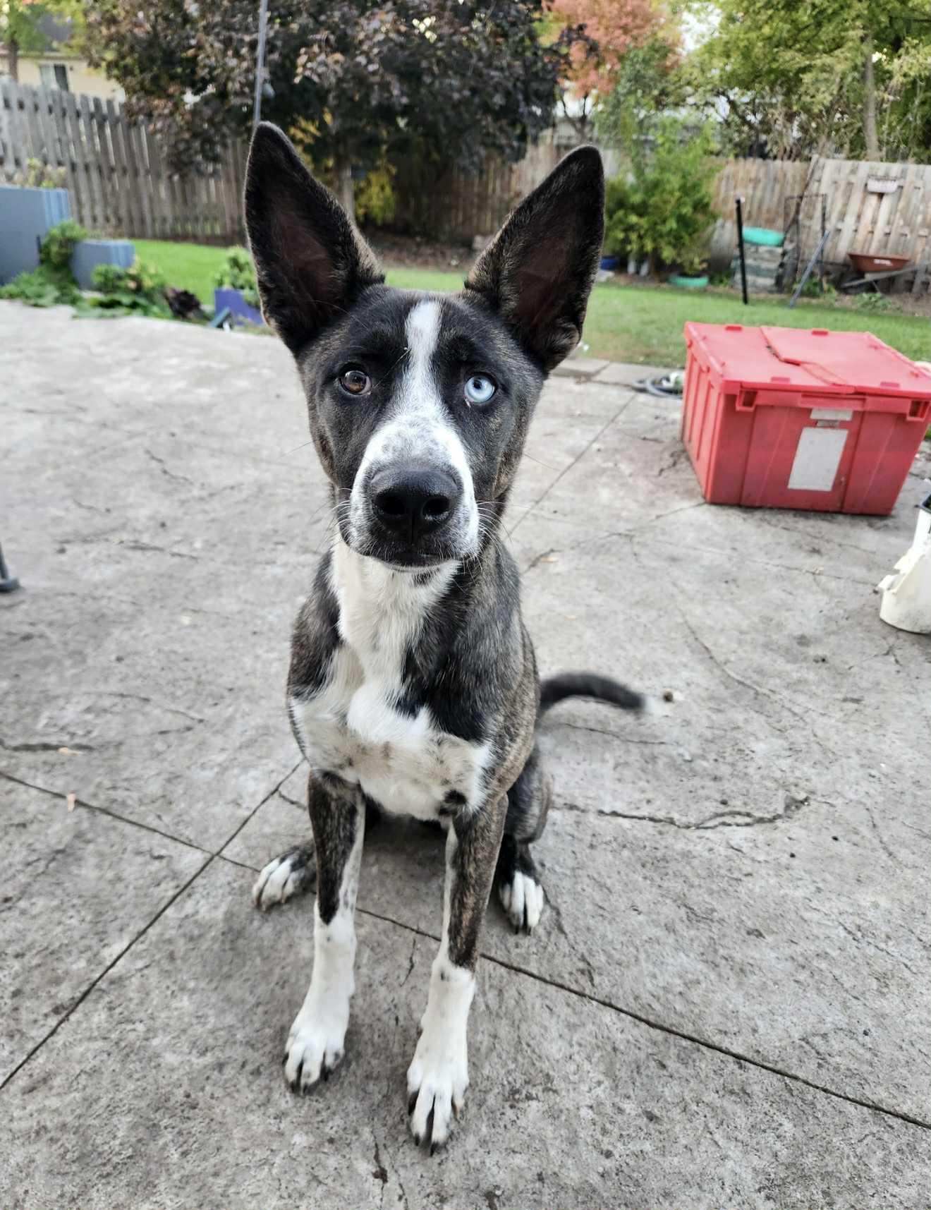 Enlarge Gia, a Adoptable mixed breed in South Elgin, IL image 4/4