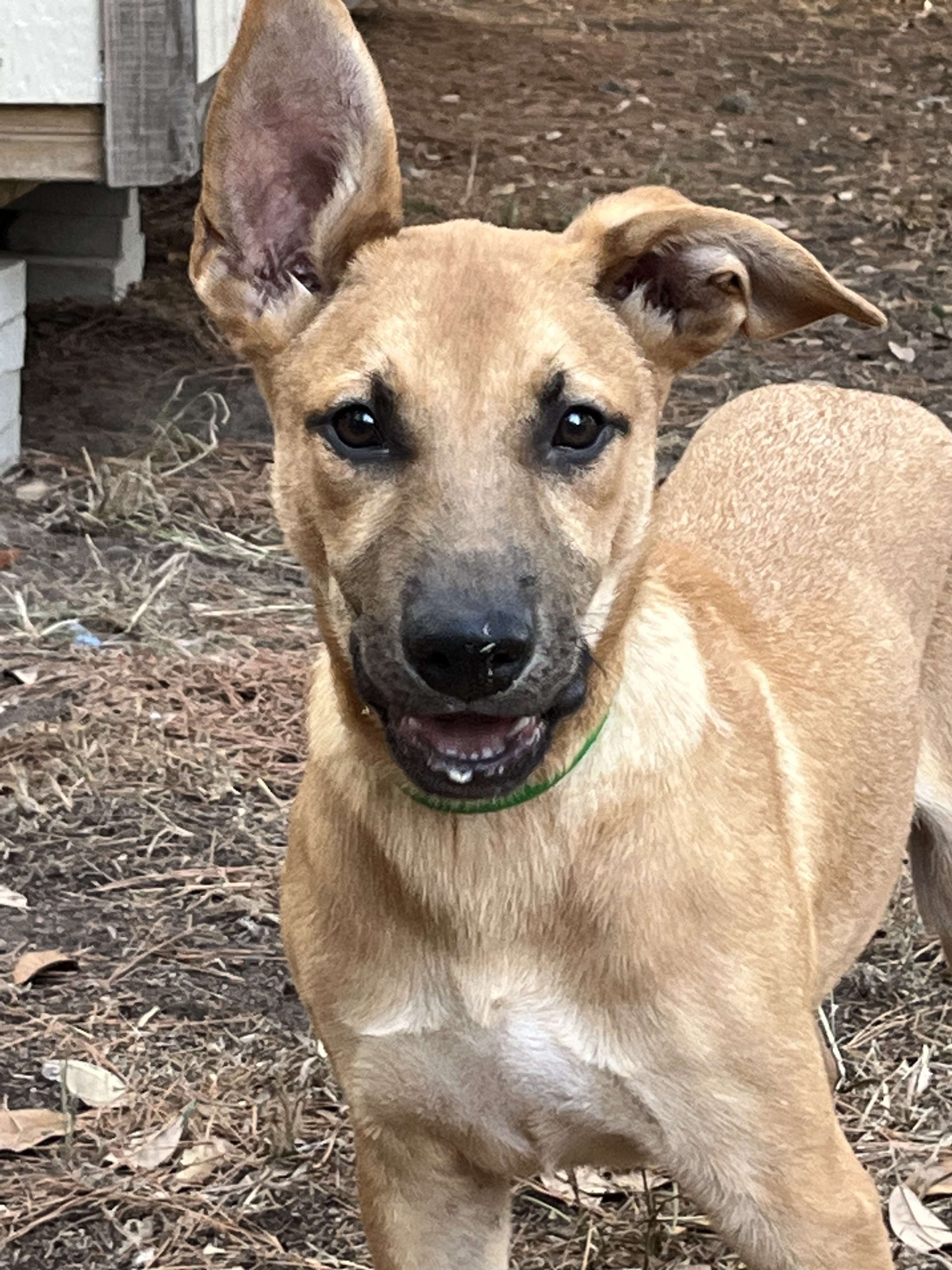 Raider, a Adoptable mixed breed in Magnolia, TX image 1/2