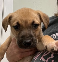 Raider, a Adoptable mixed breed in Magnolia, TX image 2/2