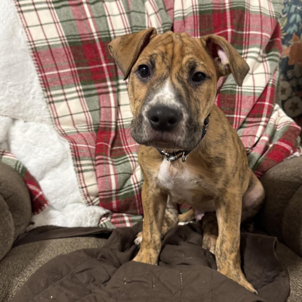 Enlarge Ollie, a Adoptable Mixed Breed in Oxford, ME image 1/2