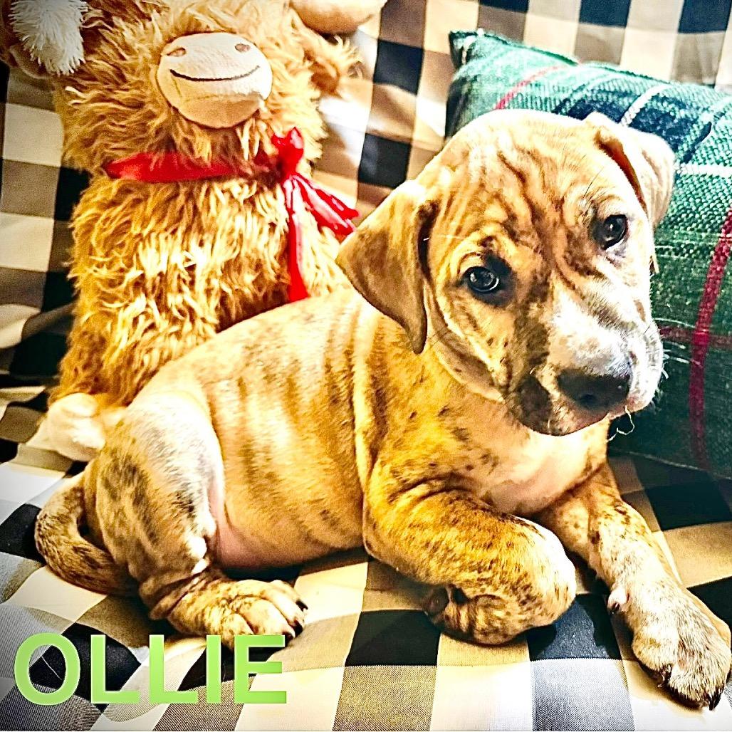 Ollie, Adoptable, Puppy Male Mixed Breed.