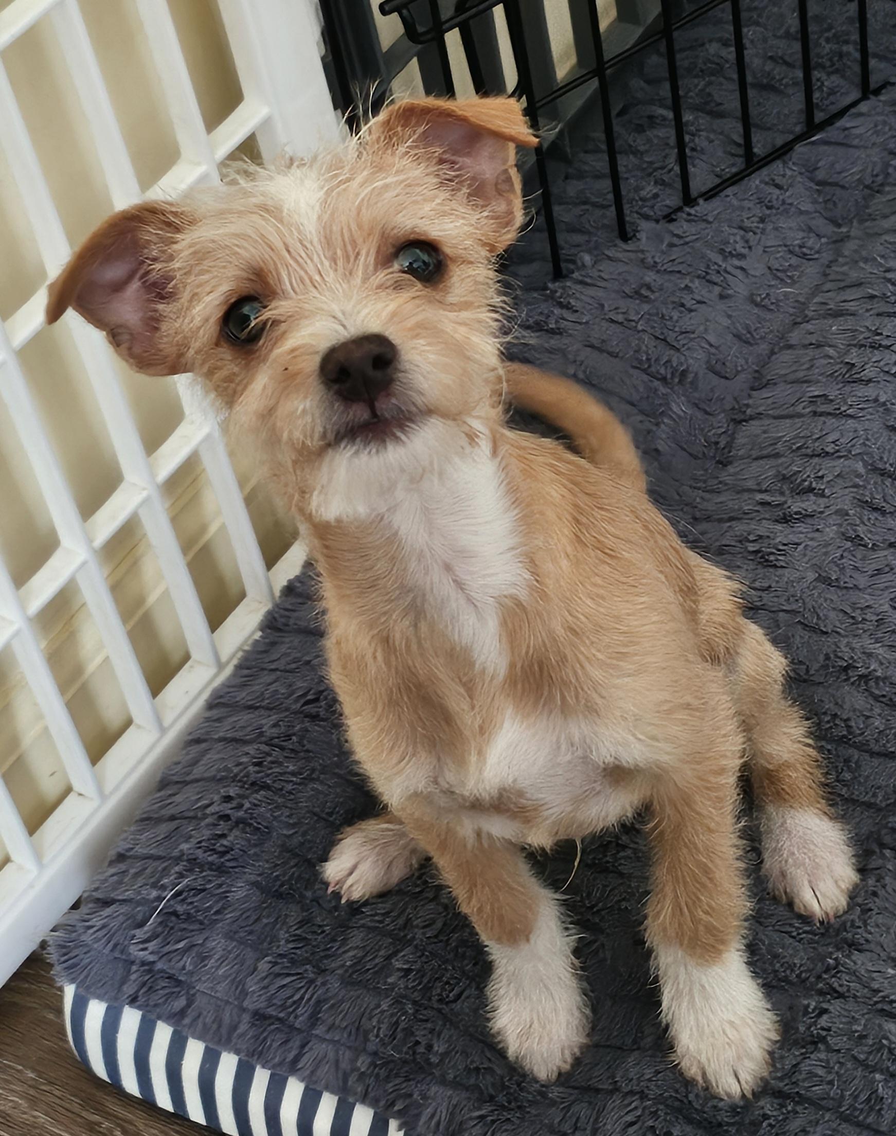 Cornelius thumbnail 3