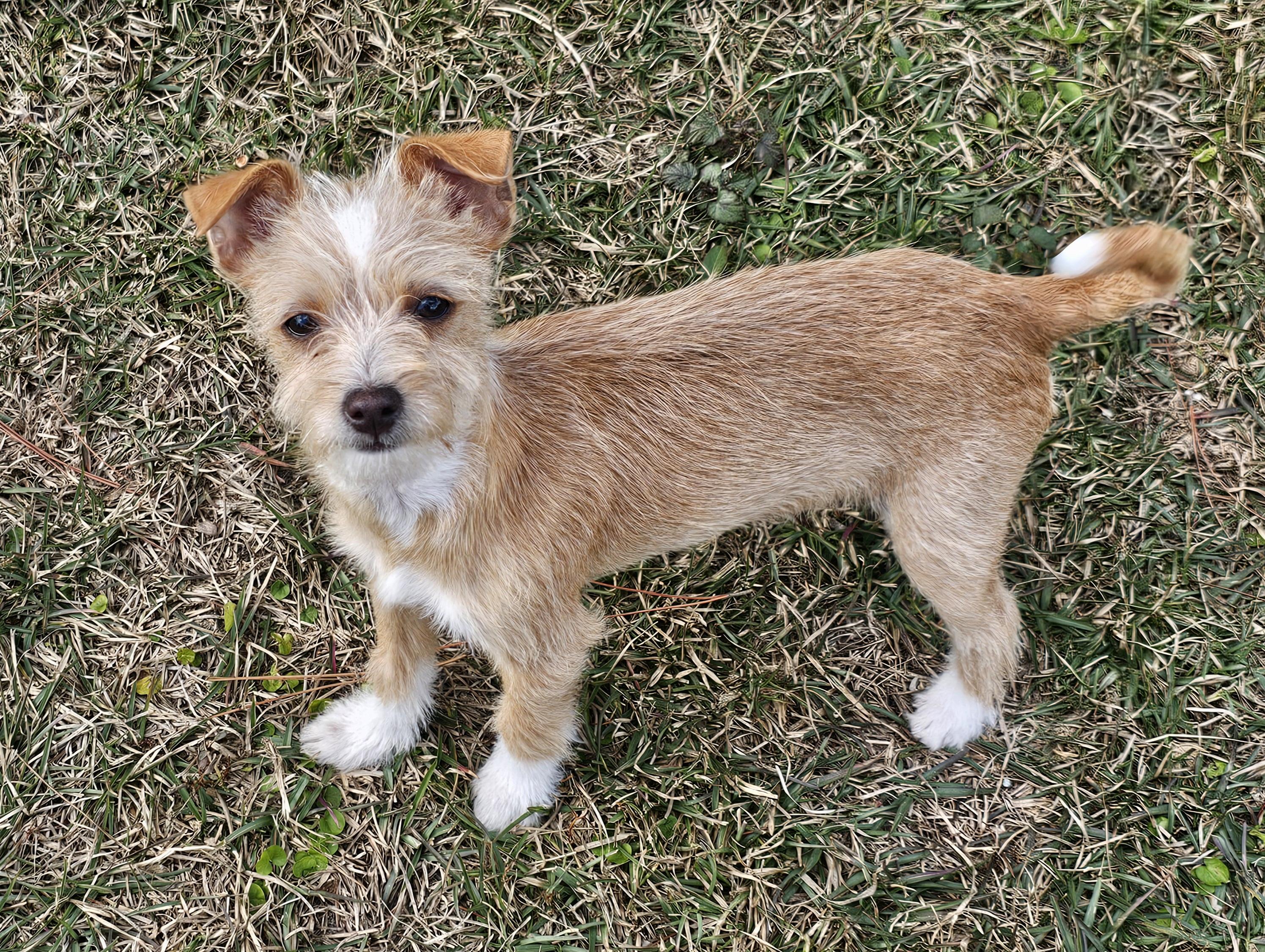 Cornelius thumbnail 4