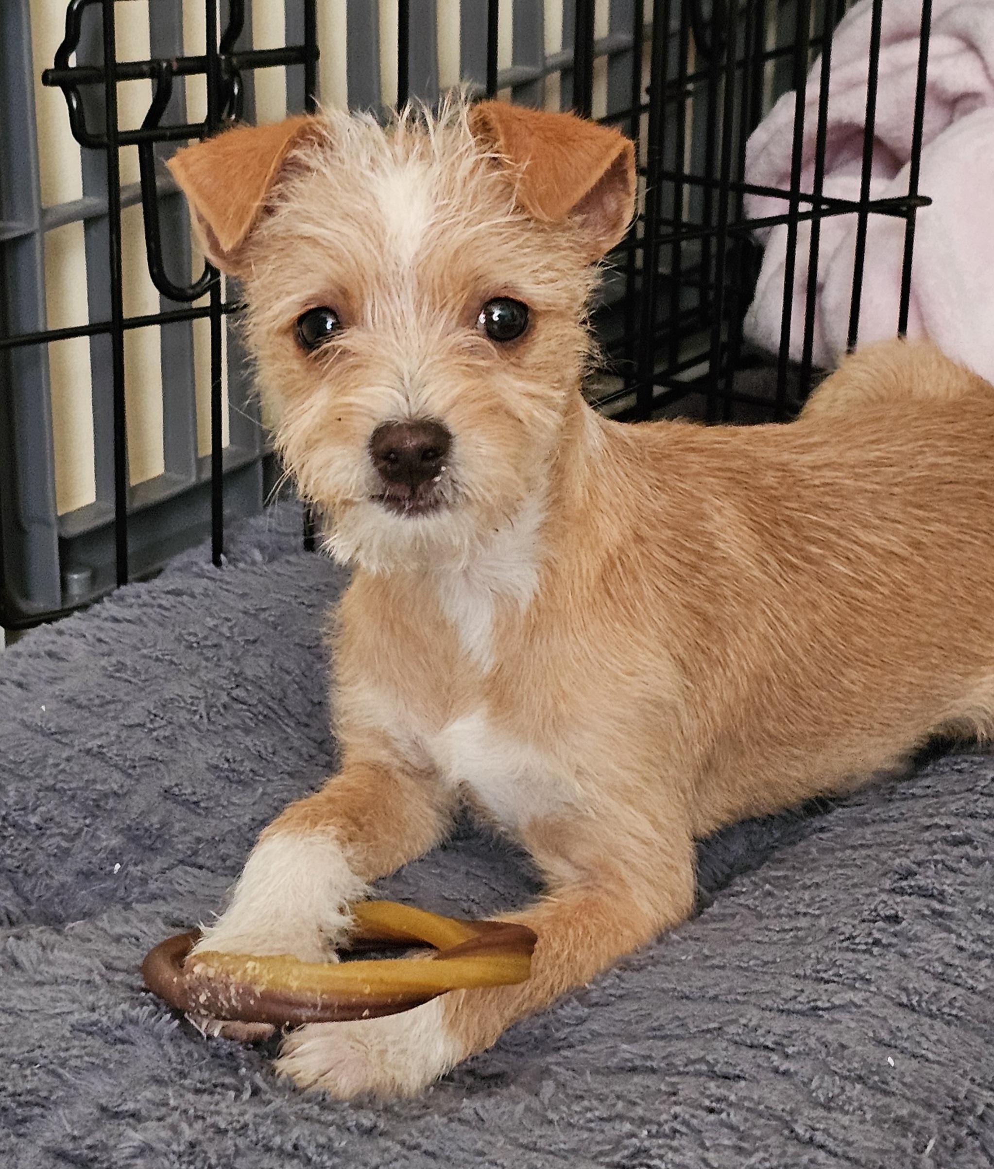 Cornelius thumbnail 5