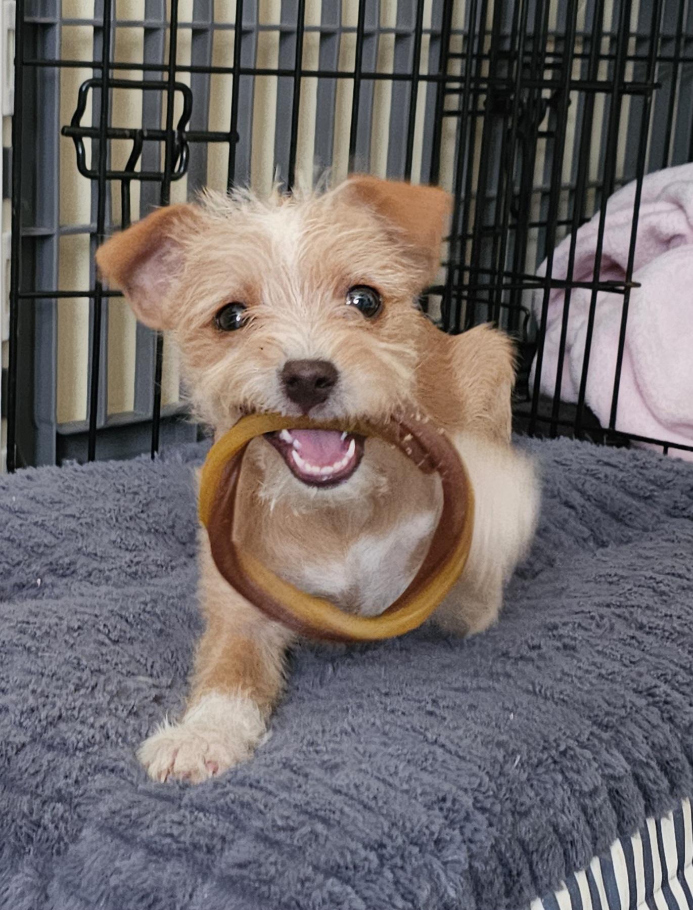 Cornelius thumbnail 6