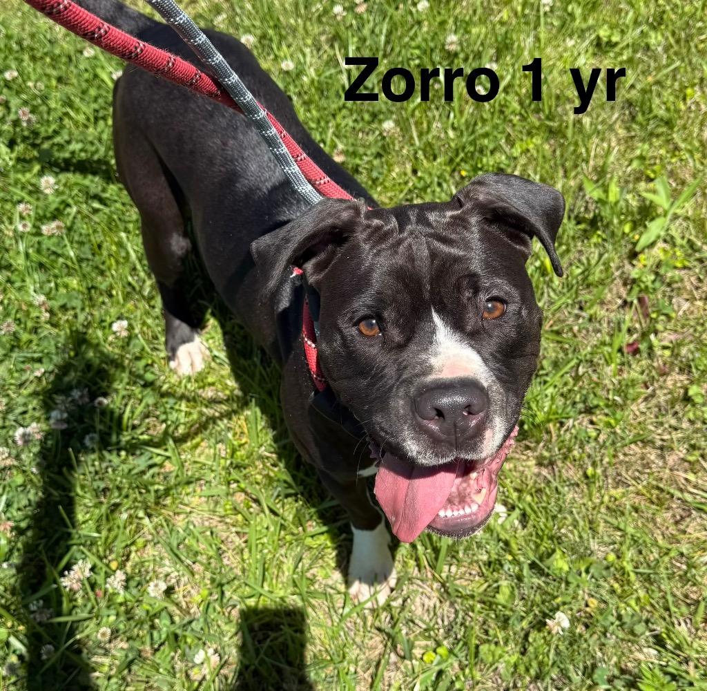 Zorro, Adoptable, Young Male Terrier & Boxer.
