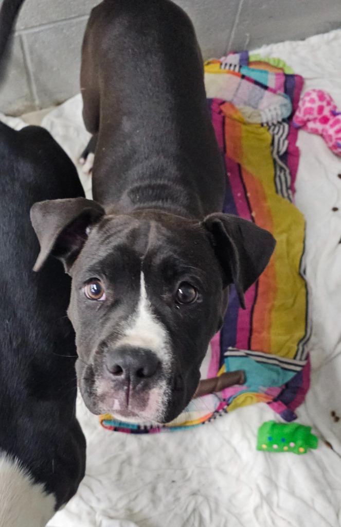 Enlarge Zorro, a Adoptable mixed breed in Camden, TN image 2/2
