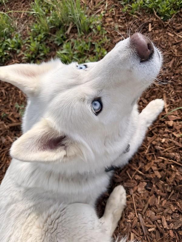 Koda, an adopted Mixed Breed in Truckee, CA image 4/5