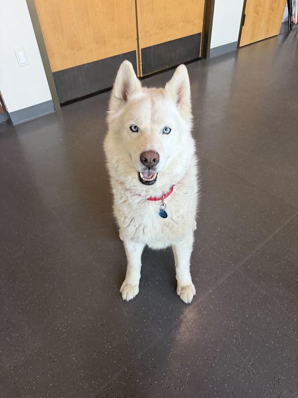 Koda, an adopted Mixed Breed in Truckee, CA image 3/5