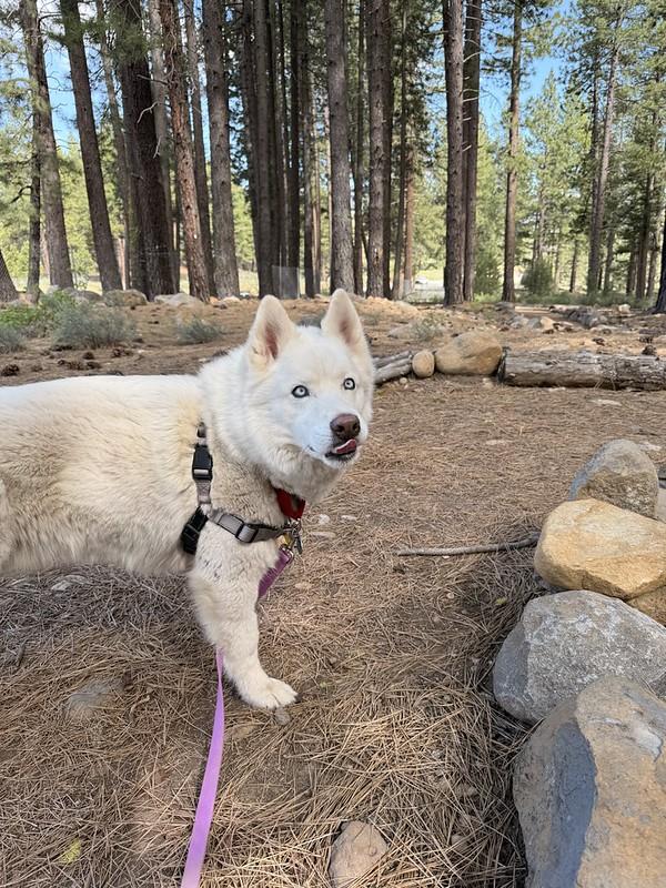 Koda, an adopted Mixed Breed in Truckee, CA image 2/5