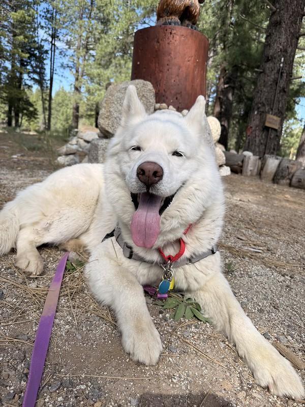 Koda, an adopted Mixed Breed in Truckee, CA image 1/5