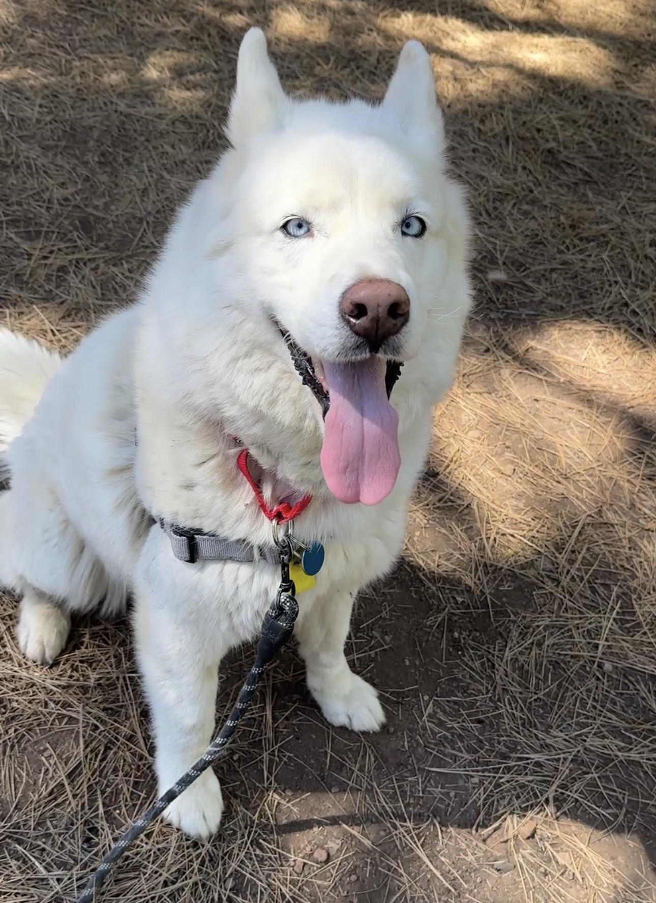 Koda, an adopted Mixed Breed in Truckee, CA image 5/5