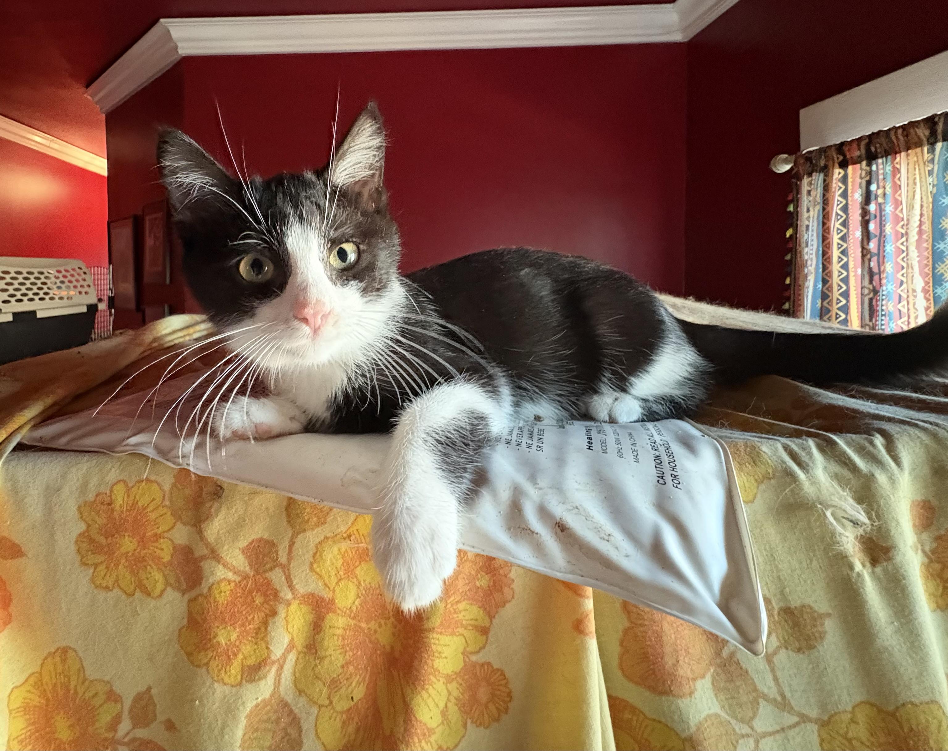 Enlarge Linus, a Adoptable mixed breed in Whittier, CA image 4/4