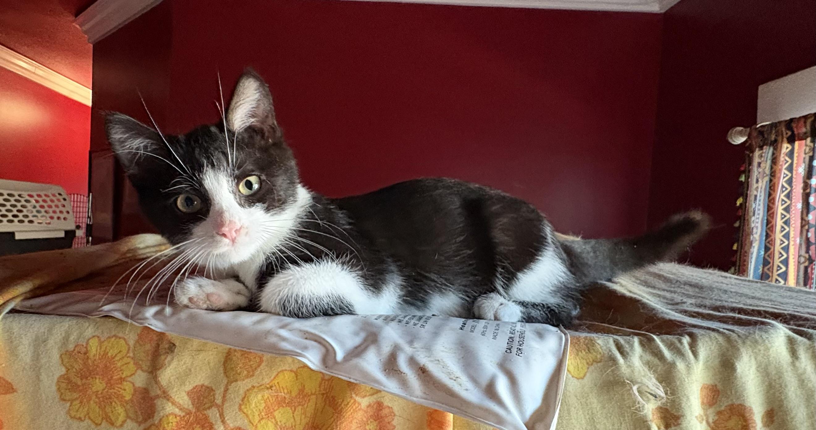 Enlarge Linus, a Adoptable mixed breed in Whittier, CA image 3/4