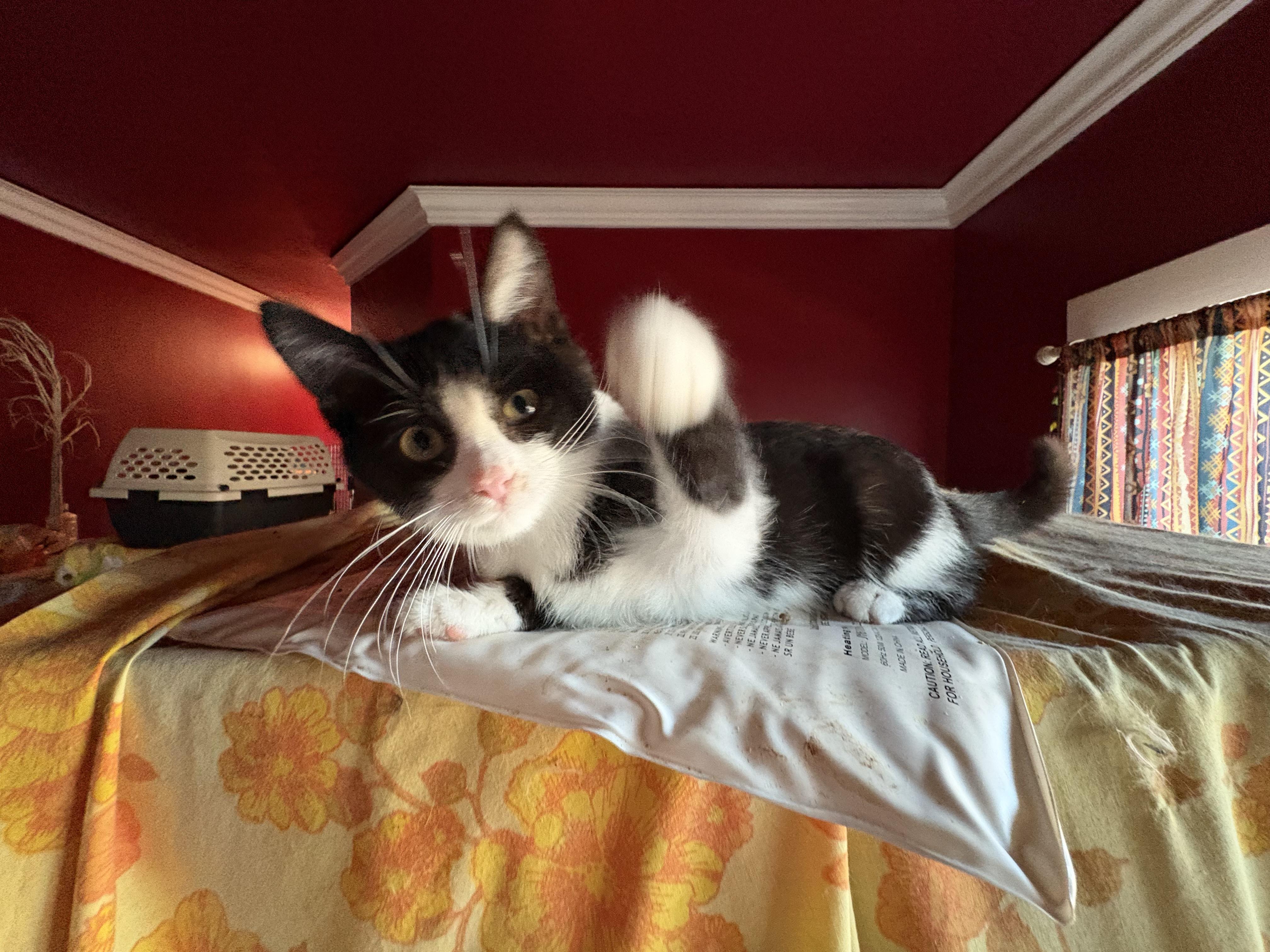 Linus, Adoptable, Kitten Male Domestic Short Hair.