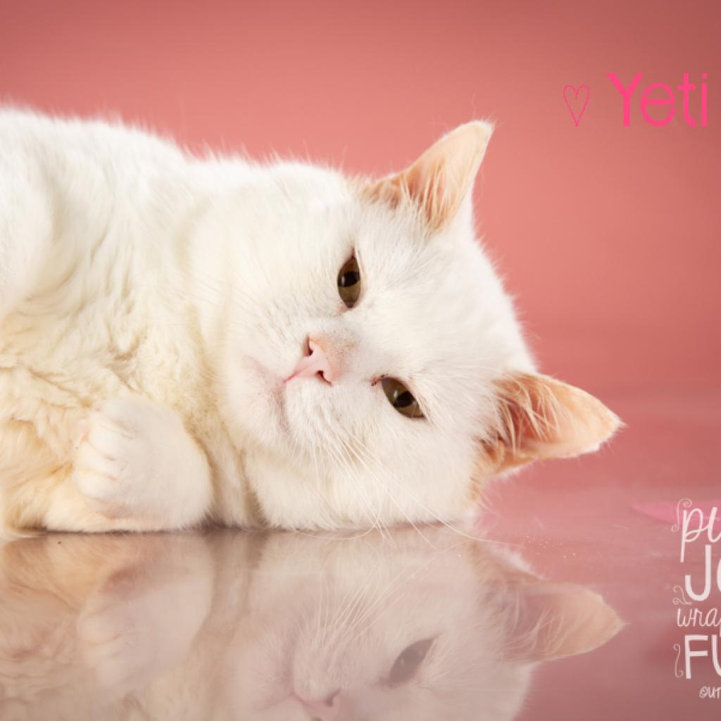 Yeti, a Adoptable Domestic Short Hair in Springfield, MO image 1/5
