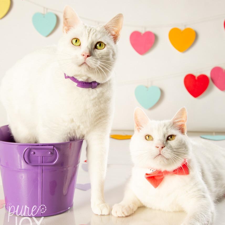 Yeti, a Adoptable Domestic Short Hair in Springfield, MO image 2/5