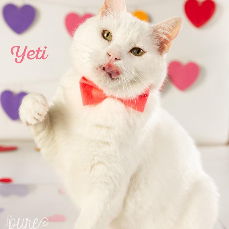Yeti, a Adoptable Domestic Short Hair in Springfield, MO image 3/5