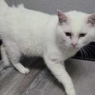 Yeti, a Adoptable Domestic Short Hair in Springfield, MO image 4/5