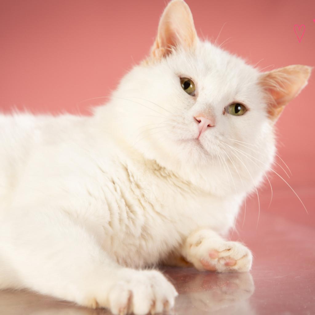 Yeti, a Adoptable Domestic Short Hair in Springfield, MO image 5/5