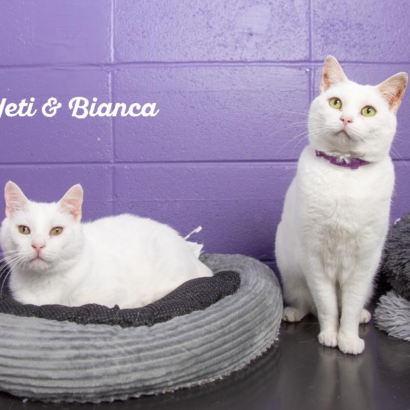 Enlarge Yeti, a Adoptable Domestic Short Hair in Springfield, MO image 6/6