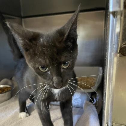 Enlarge Wagner, an adopted Domestic Short Hair in Flagstaff, AZ image 1/1